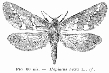 Figure : Hepialus hecta