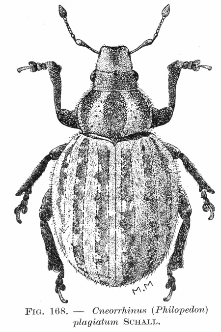 Figure : Cneorrhinus plagiatum SCHALL.