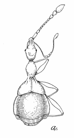 Figure : Pselaphopsis kiesenvetteri