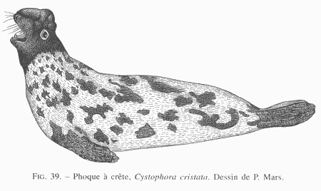 Figure : Cystophora cristata