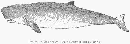 Figure : Kogia breviceps